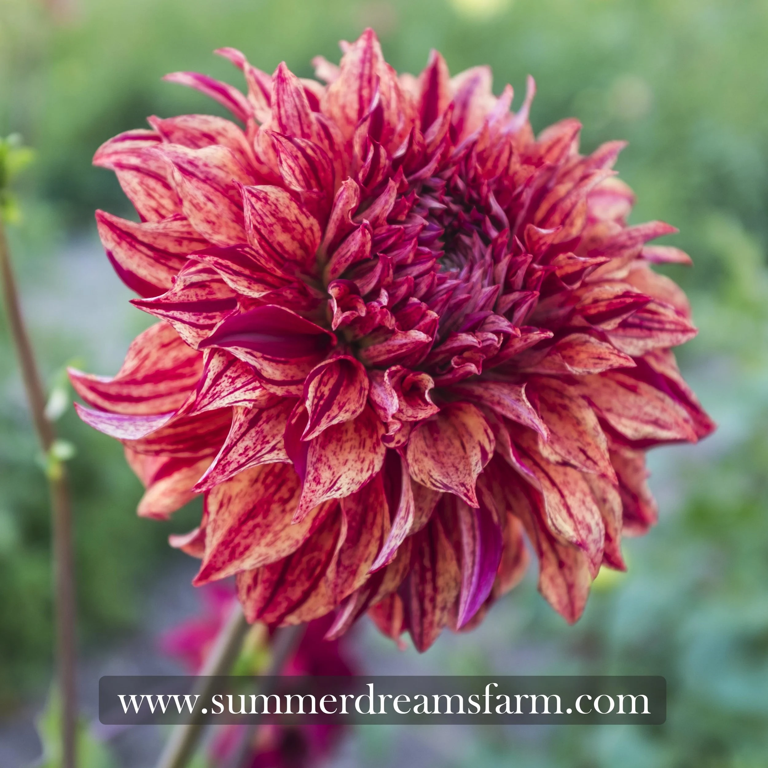 Dahlia - Harvey Koop — Dahlia | SummerDreamsFarm